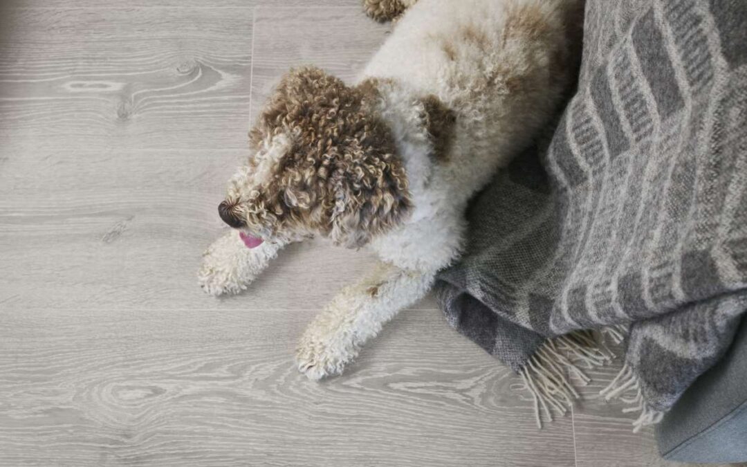 Vilka golv passar när man har hund?